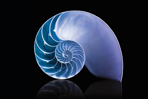nautilus shell mathematical spiral with blue overlay duotone fibonacci pattern on shell viewed spiral from front animal shell stock pictures, royalty-free photos & images