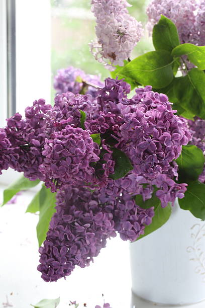 istock Still-life witha lilac 498089560
