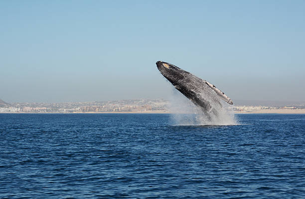 Whale Breaching stock photo
