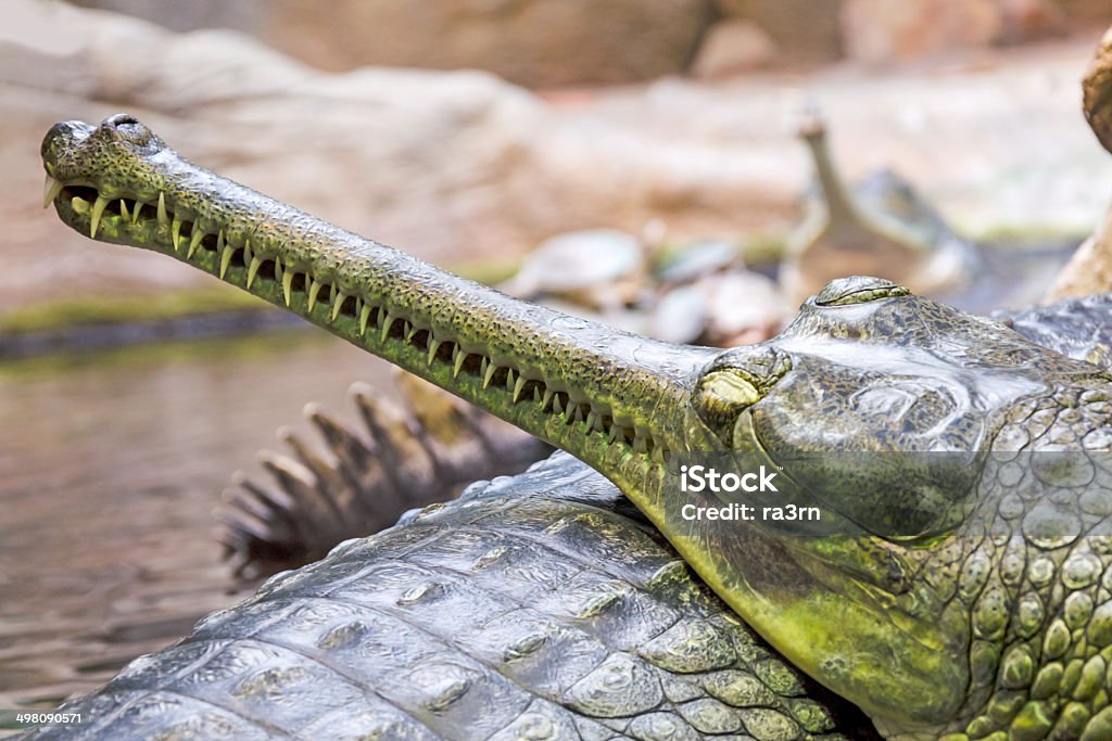 Gharial crocodile Gharial crocodile  (Latin Gavialis gangeticus) - large reptile squad crocodiles. Animal Stock Photo