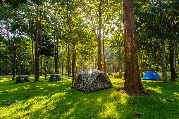 Tourist tent in forest camp among meadow