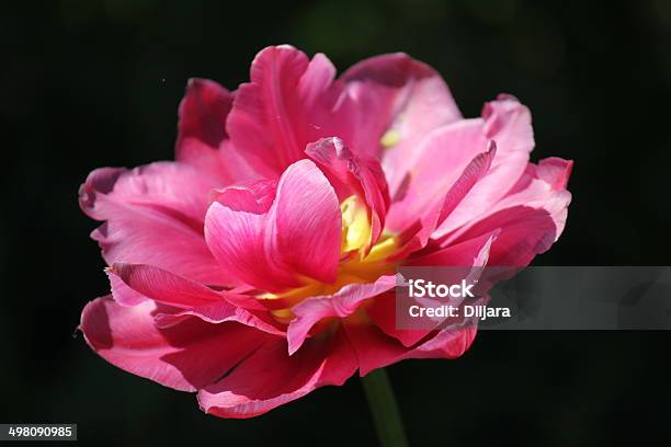 Tulipano - Fotografie stock e altre immagini di Ambientazione esterna - Ambientazione esterna, Bellezza naturale, Bouquet