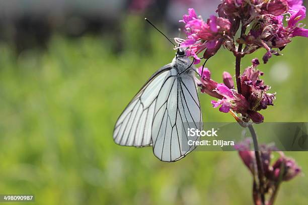 Schmetterling Stockfoto und mehr Bilder von Ausgebleicht - Ausgebleicht, Blumenbouqet, Einzelne Blume