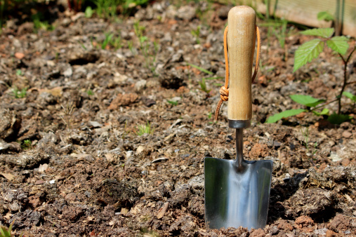 Photo showing a stainless steel hand trowel with a wooden handle, pictured in the soil of a vegetable garden ready for an afternoon of weeding, seeding and planting for the summer season ahead.  Grasses and brambles (wild blackberry plants) are beginning to take over the soil.