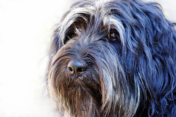 visage de chien de berger portugais - sheepdog photos et images de collection