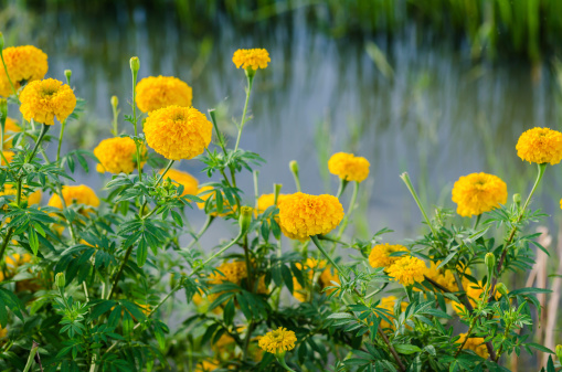 Marigolds or Tagetes erecta flower in the nature or garden