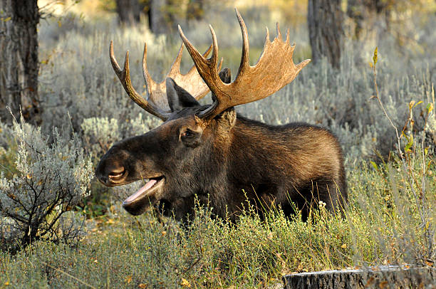 Huge Bull Elk bugling and controlling part of his herd of cow elks in Charles M. Russell wildlife refuge in northern Montana, USA, North America.