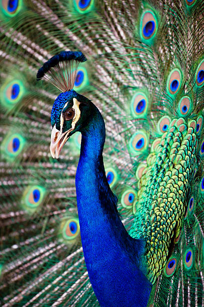 istock Portrait of beautiful peacock 498092697