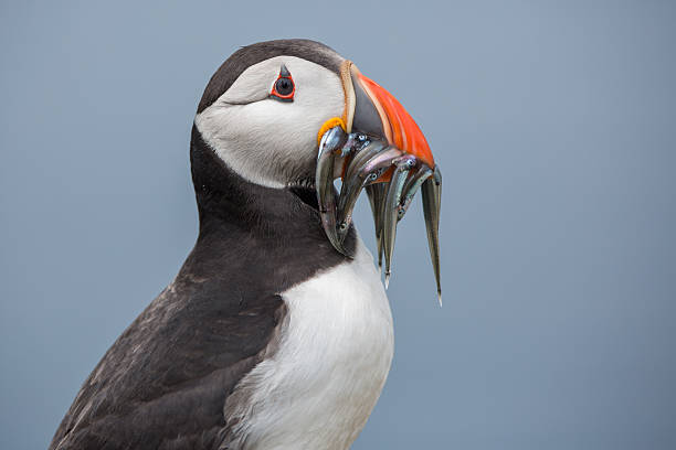 istock Puffin with beak full of sand eels 498093179
