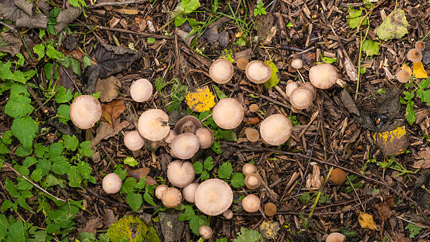 istock Top view of mushrooms in the forest 498094584