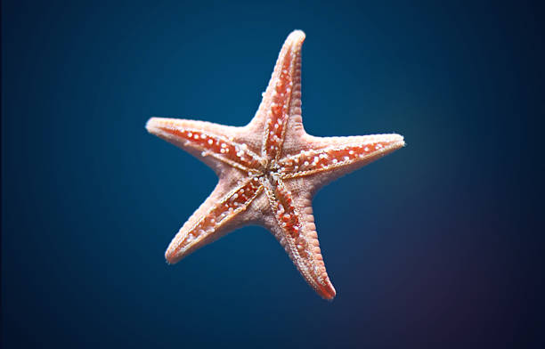 stock x starfish