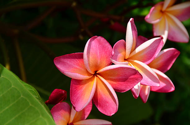 istock plumeria flowers. 498095422