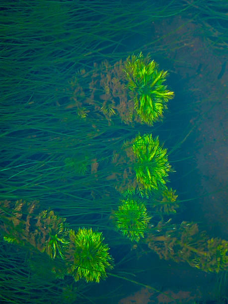 myriophyllum aquaticum, parrotfeather underwater, india - myriophyllum aquaticum fotografías e imágenes de stock