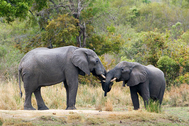 istock African bush elephant in Kruger National park 498096434
