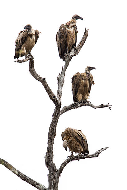 Cape vulture in Kruger National park