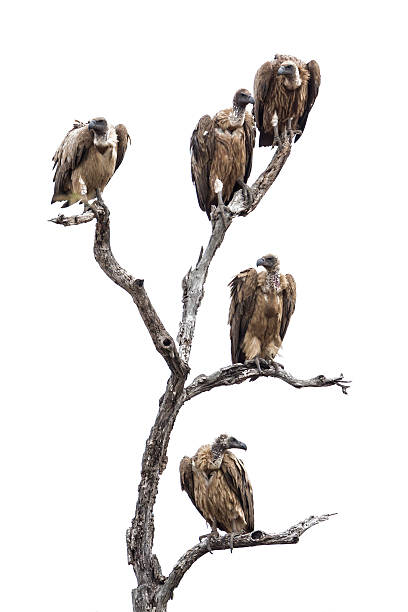 istock Cape vulture in Kruger National park 498097028