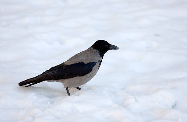istock portrait of crow 498098258