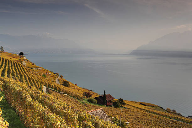 istock Autumn view over lake Geneva from the Lavaux vines. 498098417