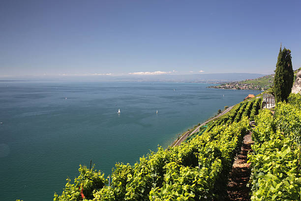 istock View over lake Geneva from the Lavaux vines. 498098423