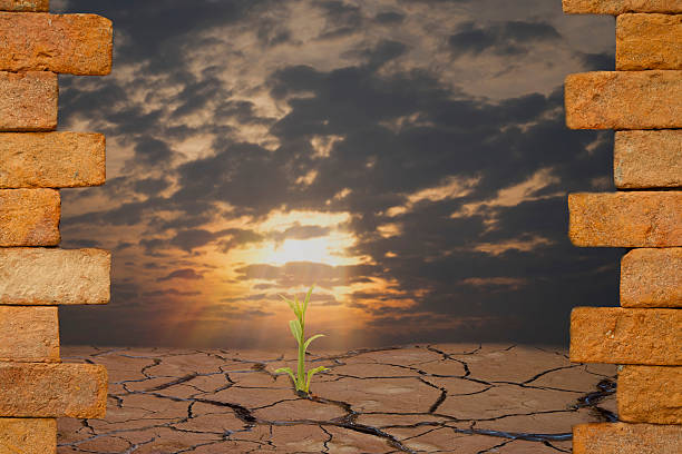 istock Way to new world. Green plant on crack mud 498098586
