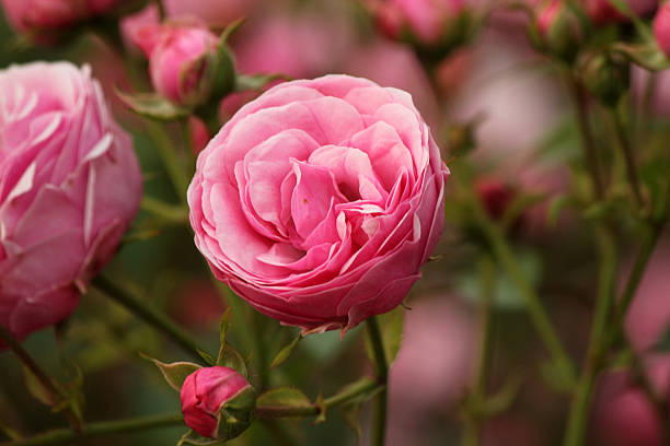 istock Pink Pomponella Dark - Rose 498098811