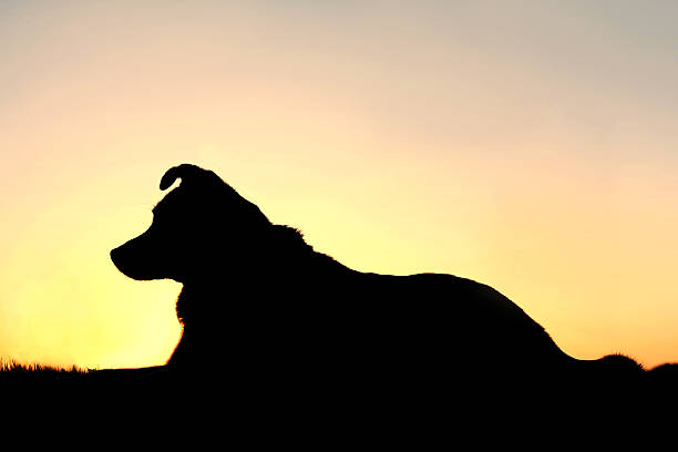 istock Silhouette of German Shepherd Mix Dog at Sunset 498099069