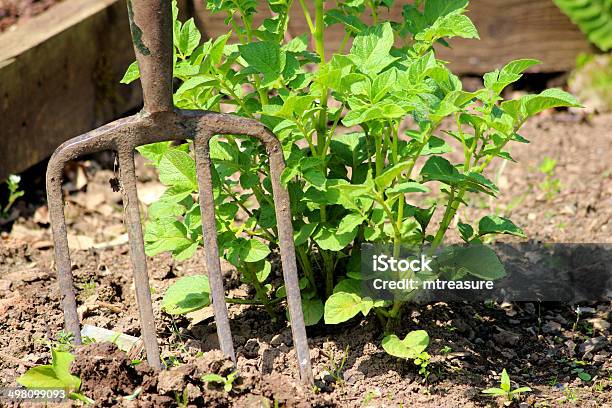 Photo libre de droit de Rusty Vieux Jardin Embranchement De La Terre De Jardin Potager Plot banque d'images et plus d'images libres de droit de Acier inoxydable