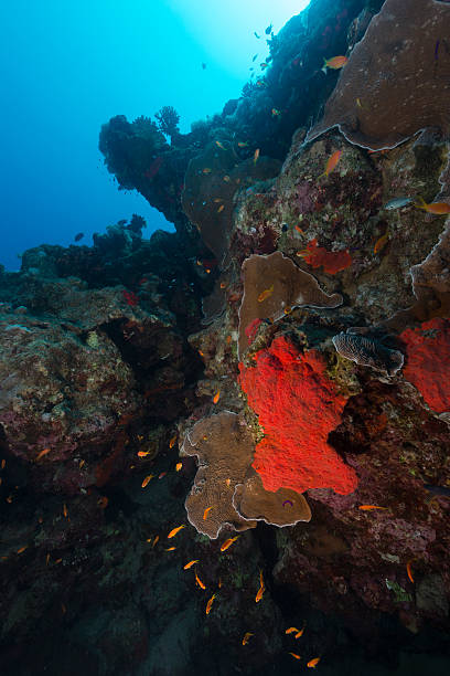 istock The aquatic life in the Red sea. 498099433