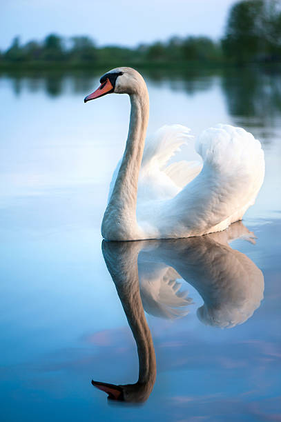 istock Graceful white swan and reflection on evening lake. 498099567