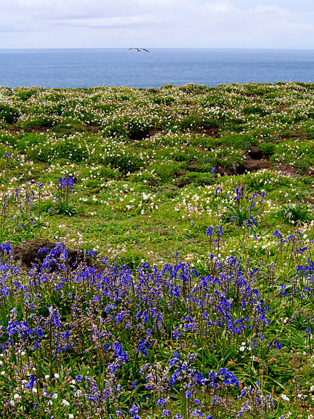 istock Bluebells on Skomer Island 498099865
