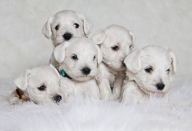 istock adorable puppies 498100073