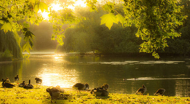 Ducks at St James's Park in London stock photo