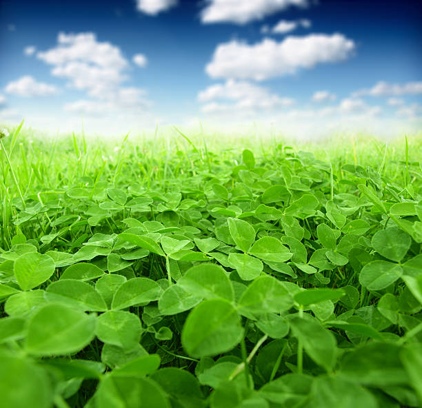 39,300+ Clover Field Stock Photos, Pictures & Royalty-Free ...