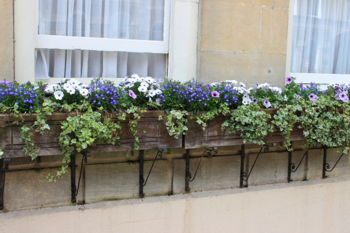 Photo showing a beautiful wooden window box packed with annual flowers, on the windowsill of a grand Georgian-style house with large Bath stone bricks.  The flowers planted in the window box include blue lobelia, white osteospermums and pink / lilac petunias, as well as some evergreen variegated ivy cascading down the front.