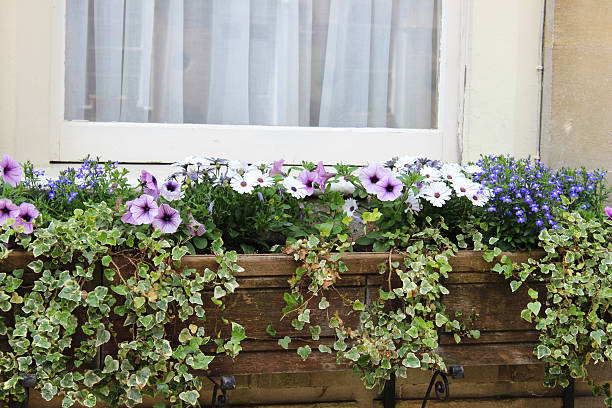 istock Window box with flowers on Georgian house, Bath stone bricks 498101197