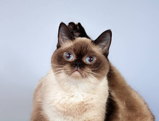 istock Portrait of siamese cat; 498101218