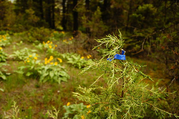 istock DIY hiking trail markers 498101271