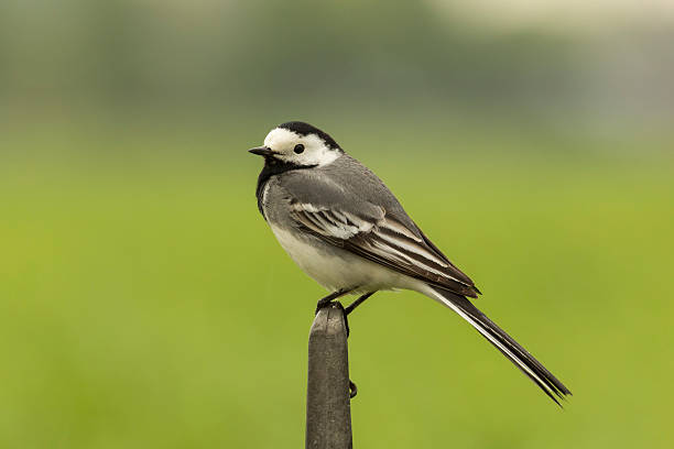 Closeup of a White Wagtail stock photo