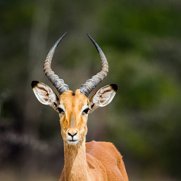 istock Impala in Kruger National park 498101822