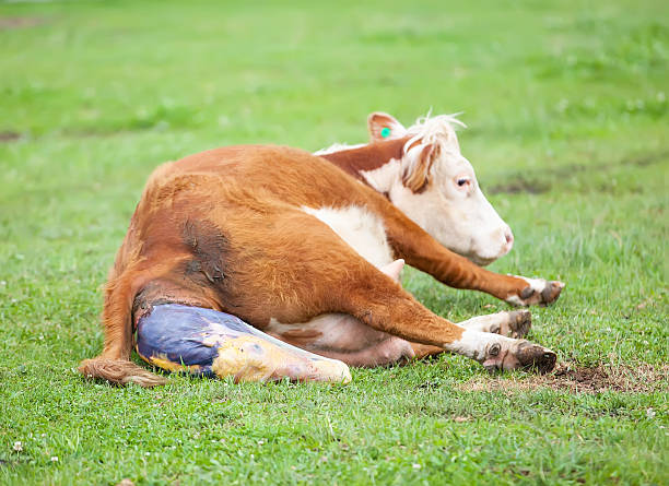 istock Hereford Cow Giving Birth 498102135