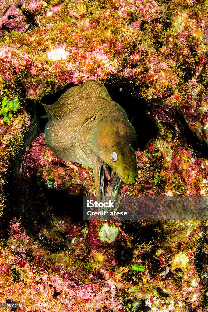 Peixe de água salgada - Foto de stock de Animais caçando royalty-free