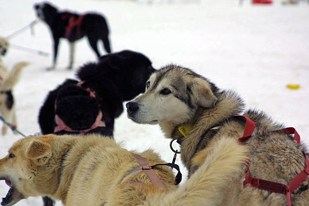 istock Huskies on Norris Glacier, Juneau, Alaska 498102463