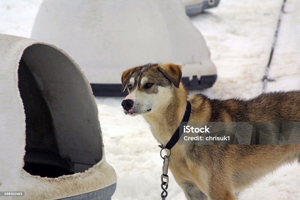 Husky attend sur Norris Glacier, Juneau, en Alaska - Photo de Activité libre de droits