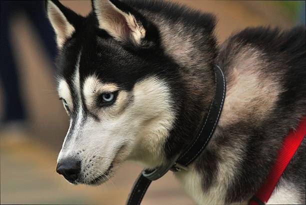 istock Beautiful husky dog in the park 498103074
