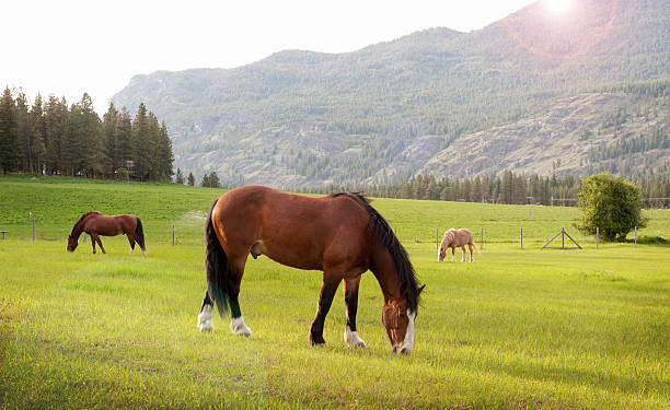 Grazing Horses stock photo