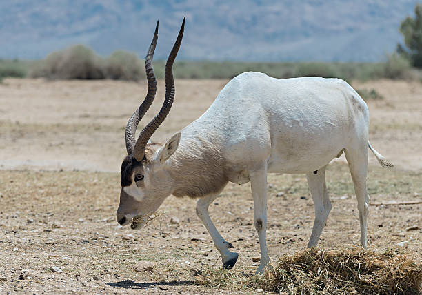 istock Antelope addax in Israeli nature reserve 498103941