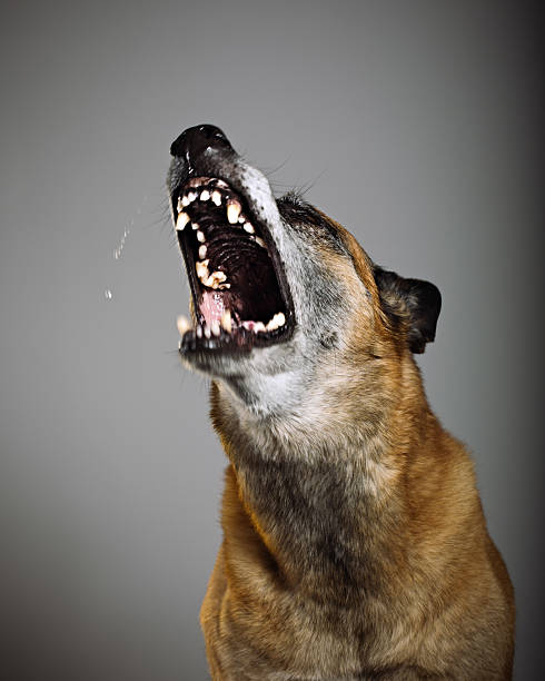 Guard dog Portrait of a Malinois belgian shepherd barking on a defending attitude. Blurred motion. guard dog photos stock pictures, royalty-free photos & images