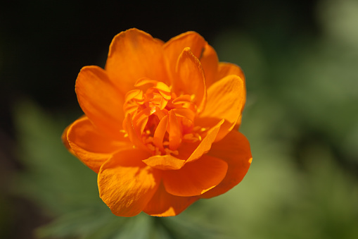 globeflower in the spring close up (Trollius asiaticus)