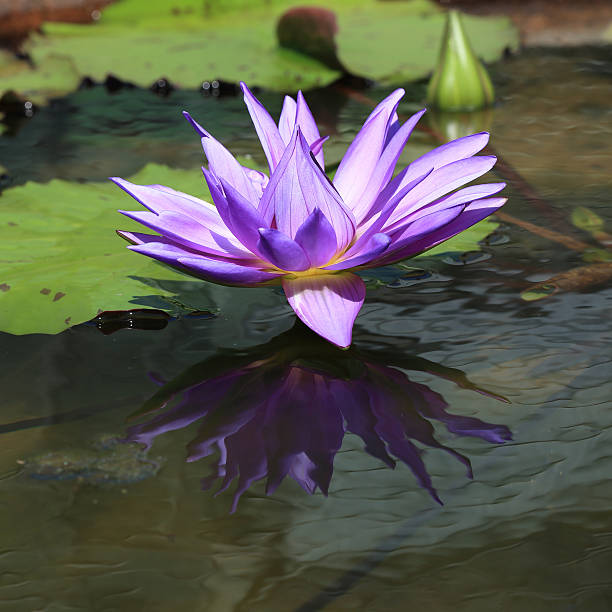 istock lotus tropical flower in garden 498104381