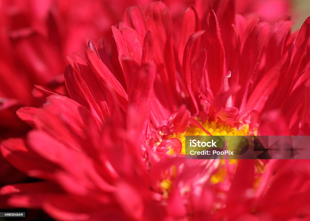 beautyful Flor vermelha - Royalty-free Amarelo Foto de stock